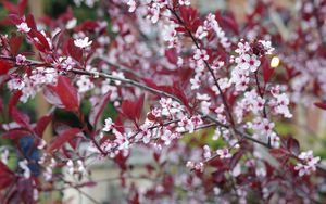 Preview wallpaper sakura, branches, flowers, bloom, spring
