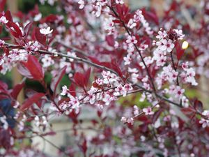 Preview wallpaper sakura, branches, flowers, bloom, spring