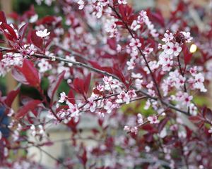 Preview wallpaper sakura, branches, flowers, bloom, spring