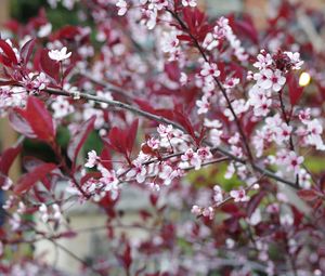 Preview wallpaper sakura, branches, flowers, bloom, spring