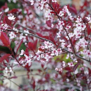 Preview wallpaper sakura, branches, flowers, bloom, spring