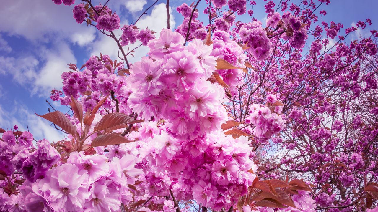 Wallpaper sakura, cherry, flowers