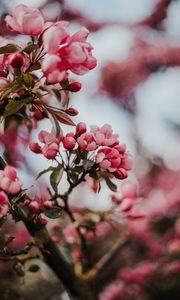 Preview wallpaper sakura, cherry, flowers, pink, macro