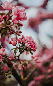 Preview wallpaper sakura, cherry, flowers, pink, macro