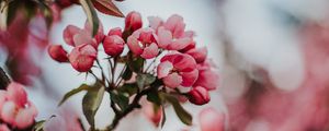 Preview wallpaper sakura, cherry, flowers, pink, macro