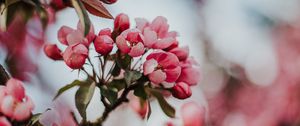 Preview wallpaper sakura, cherry, flowers, pink, macro