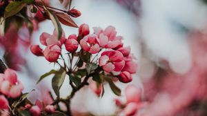 Preview wallpaper sakura, cherry, flowers, pink, macro