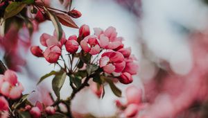 Preview wallpaper sakura, cherry, flowers, pink, macro