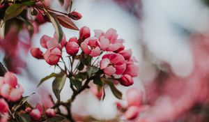 Preview wallpaper sakura, cherry, flowers, pink, macro