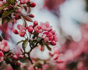 Preview wallpaper sakura, cherry, flowers, pink, macro