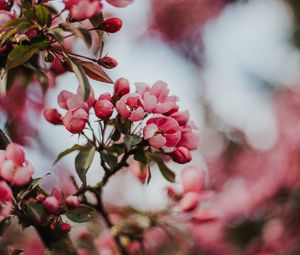 Preview wallpaper sakura, cherry, flowers, pink, macro
