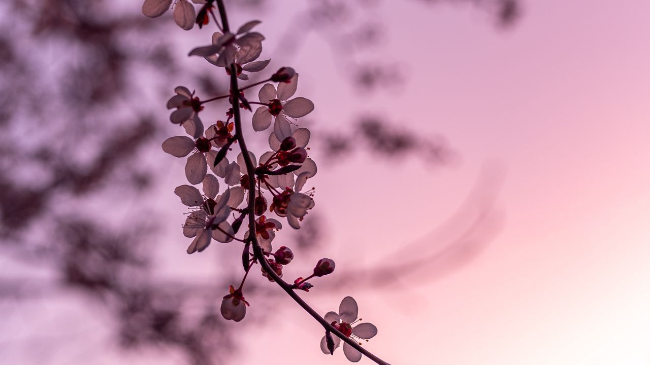 Wallpaper sakura, cherry, flowers, branch, spring