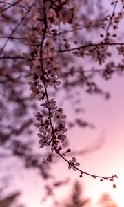 Preview wallpaper sakura, cherry, flowers, branch, spring