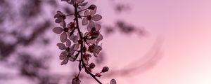 Preview wallpaper sakura, cherry, flowers, branch, spring