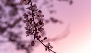 Preview wallpaper sakura, cherry, flowers, branch, spring