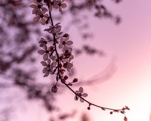 Preview wallpaper sakura, cherry, flowers, branch, spring