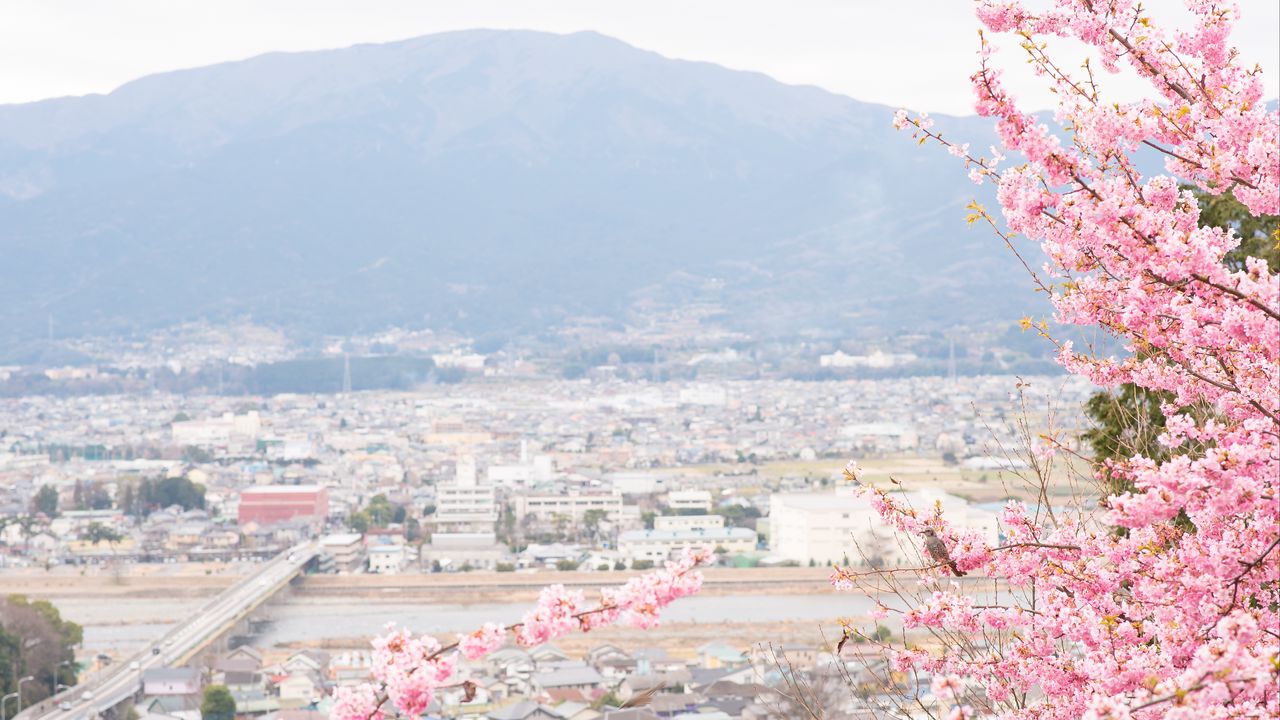 Wallpaper sakura, city, spring, light, japan