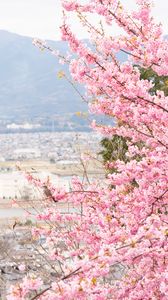 Preview wallpaper sakura, city, spring, light, japan