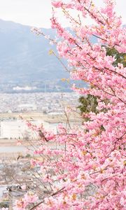 Preview wallpaper sakura, city, spring, light, japan