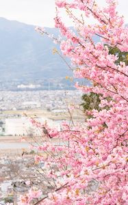 Preview wallpaper sakura, city, spring, light, japan