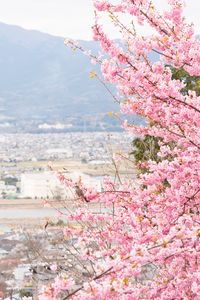 Preview wallpaper sakura, city, spring, light, japan