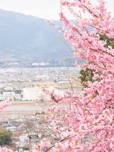 Preview wallpaper sakura, city, spring, light, japan