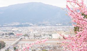 Preview wallpaper sakura, city, spring, light, japan