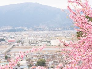 Preview wallpaper sakura, city, spring, light, japan