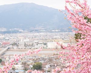 Preview wallpaper sakura, city, spring, light, japan