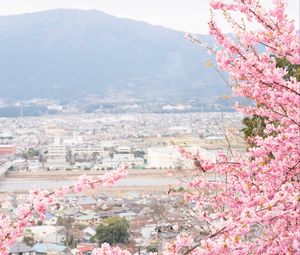 Preview wallpaper sakura, city, spring, light, japan