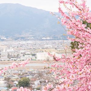 Preview wallpaper sakura, city, spring, light, japan