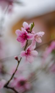 Preview wallpaper sakura, flower, bloom, branch, focus