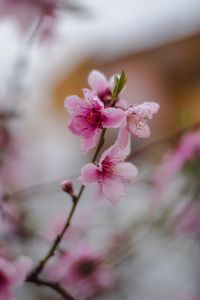 Preview wallpaper sakura, flower, bloom, branch, focus