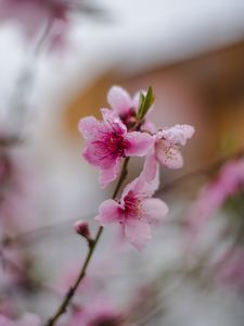 Preview wallpaper sakura, flower, bloom, branch, focus