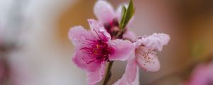 Preview wallpaper sakura, flower, bloom, branch, focus