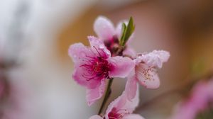Preview wallpaper sakura, flower, bloom, branch, focus