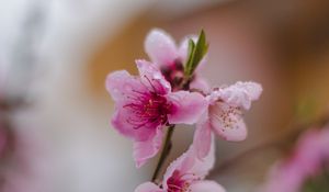 Preview wallpaper sakura, flower, bloom, branch, focus