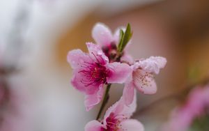 Preview wallpaper sakura, flower, bloom, branch, focus