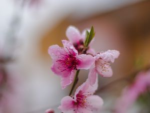 Preview wallpaper sakura, flower, bloom, branch, focus