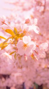 Preview wallpaper sakura, flower, blur, petals, pink