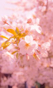 Preview wallpaper sakura, flower, blur, petals, pink