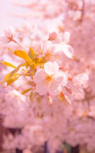 Preview wallpaper sakura, flower, blur, petals, pink