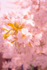 Preview wallpaper sakura, flower, blur, petals, pink