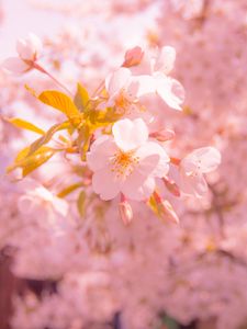 Preview wallpaper sakura, flower, blur, petals, pink