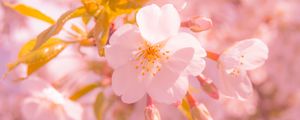 Preview wallpaper sakura, flower, blur, petals, pink