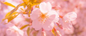 Preview wallpaper sakura, flower, blur, petals, pink