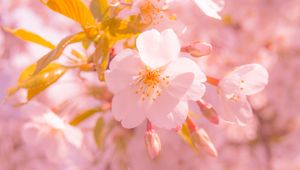 Preview wallpaper sakura, flower, blur, petals, pink