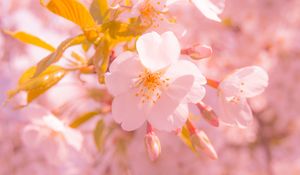 Preview wallpaper sakura, flower, blur, petals, pink