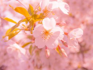 Preview wallpaper sakura, flower, blur, petals, pink