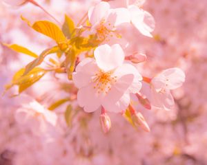 Preview wallpaper sakura, flower, blur, petals, pink